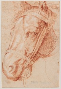 Hästhuvud av Peter Paul Rubens