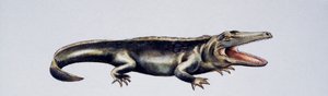 Cyclotosaurus sp, Mastodonsauridae, sen trias, Konstverk av Peter Ross
(foto) av Peter Ross