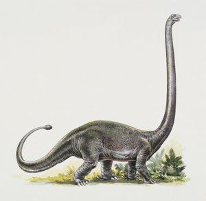 Sidoprofil av en omeisaurus
(foto) av Peter Ross