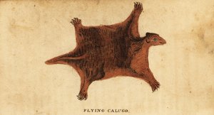 Filippinsk flygande lemur, Cynocephalus volans., 1800 (gravyr) av Peter Simon Pallas