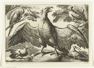 Örn Diversarum avium arter (serietitel) Olika fåglar (serietitel)