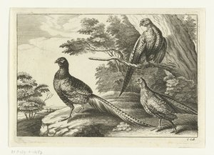 Tre fasaner Diversarum avium arter (serietitel) Olika fåglar (serietitel)