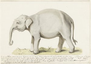 Stående elefant, till vänster av Petrus Camper