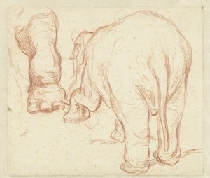Stående elefant, bakifrån och ett ben av Petrus Camper