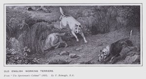 Old English Working Terrier (litho) av Philip (after) Reinagle
