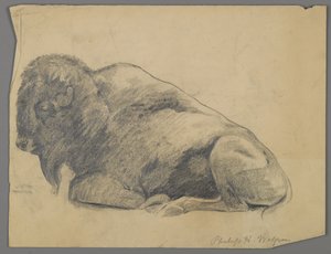 Bison (grafit på papper) av Philip H. Wolfrom