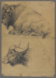 Bison och huvud av vattenbuffel (grafit på papper) av Philip H. Wolfrom