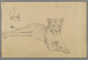 Sittande lejoninna (grafit på papper) av Philip H. Wolfrom