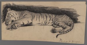 Sovande tiger (kol på papper) av Philip H. Wolfrom