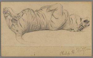 Sovande tiger (grafit på papper) av Philip H. Wolfrom