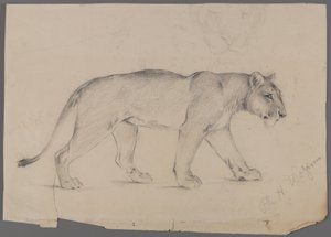 Striding lejoninna (grafit på papper) av Philip H. Wolfrom