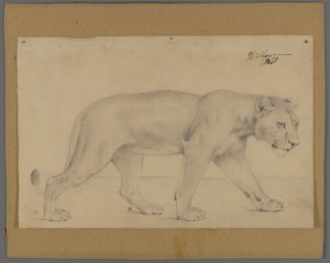 Striding lejoninna (grafit på papper monterad på kartong) av Philip H. Wolfrom