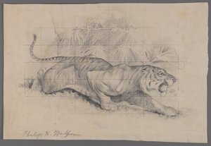 Tiger i landskap (grafit på papper) av Philip H. Wolfrom