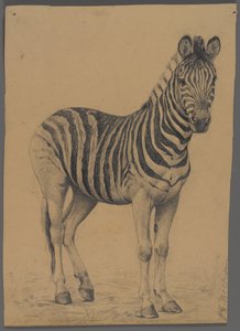 Zebra (grafit på papper) av Philip H. Wolfrom