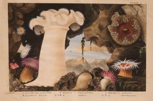 Platta I, studie för "Actinologia Britannica": A History of the British Sea Anemones and Corals", ca 1858-60 (grafit, wc och gouache på papper).