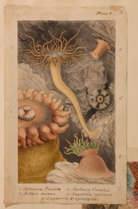 Plåt V, studie för "Actinologia Britannica": A History of the British Sea Anemones and Corals", ca 1858-60 (grafit, wc och gouache på papper).