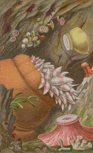 The Crimson Imperial, the Yellow Imperial and the Globehorn, plåt IX från Actinologia Britannica: A History of the British Sea Anemones and Corals, 1860 (chromolitho)