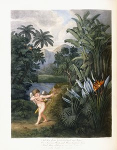 Och så gudomliga Linné, ca 1796-1807