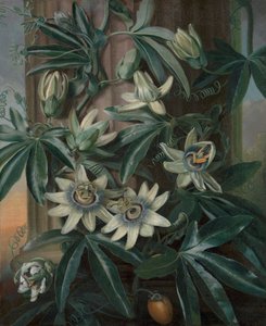 The Blue Passion Flower, för Robert John Thorntons Temple of Flora (London, 1799–1812) av Philip Reinagle