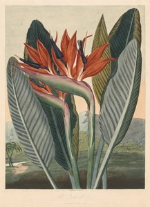 Florans tempel; eller Garden of Nature: The Queen Flower