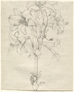 En stjälk av liljor med sex blommor av Philipp Otto Runge