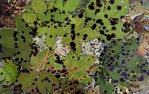 Autumn Leaves, av Philippe Robert, Robert Ried upplagor