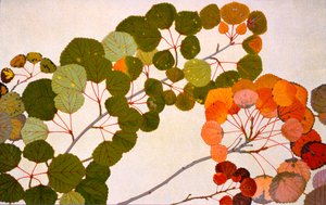 Populus tremula, eller europeisk asp, 1907-09 (fotogravyr)