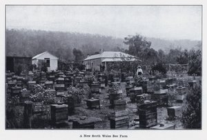 A New South Wales Bee Farm (s/v foto) av Photographer Australian