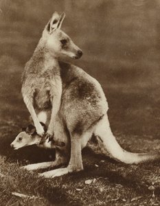 Baby känguru tittar ut ur sin mammas påse, Australien (s/v foto)