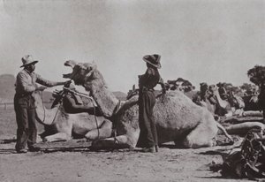 Kamellag med ansvariga aboriginer tillhandahåller utplacerade poster i centrala Australien (s/v foto) av Photographer Australian