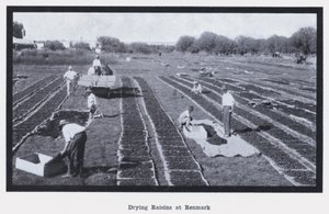 Torka russin på Renmark (s/v foto) av Photographer Australian