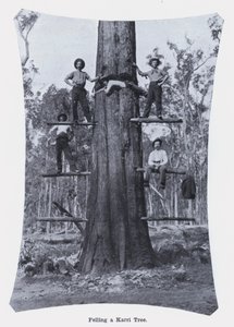 Att fälla ett Karri-träd (s/v foto) av Photographer Australian