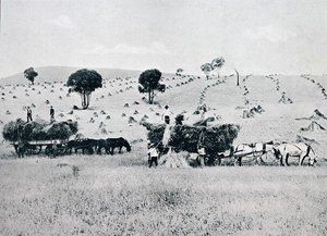 Harvesting, New South Wales, c.1900, från `Under the Southern Cross - Glimpses of Australia