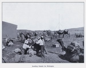 Laddar kameler för Nullagine (s/v foto) av Photographer Australian