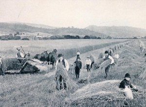 Reaping wheat, Tasmania, c.1900, från `Under the Southern Cross - Glimpses of Australia