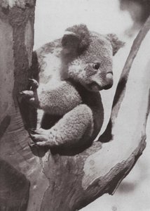 Den unika koalan eller infödda björnen (s/v foto) av Photographer Australian