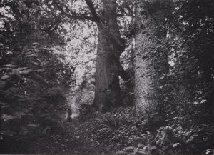 Forest Giants, Stanley Park, Vancouver (s/v foto) av Photographer Canadian