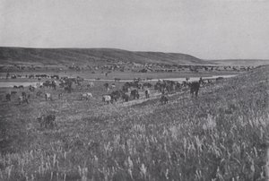 Range Cattle on the Rolling Uplands of Alberta (s/v foto) av Photographer Canadian