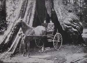 The Big Tree, Stanley Park, Vancouver (s/v foto) av Photographer Canadian