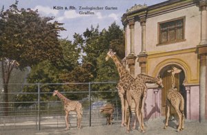 Kölns djurpark, giraffer (foto) av Photographer German