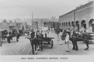 Dray horse, Guinness Brewery, Dublin, Irland (s/v foto)