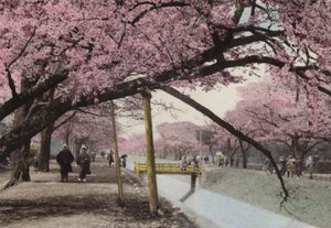 Japan, ca 1912: Cherry Blossom vid Koganei, nära Tokyo (foto) av Photographer Japanese