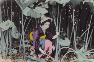 Japan, ca 1912: Enorm myrrabarber, vild växt, Akita (foto) av Photographer Japanese