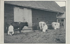 Mjölkande kor, 1910