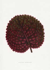 av PictufyLes Plantes a Feuillage Colore