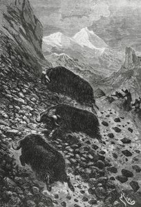 Myskoxar, träsnitt av Edouard Riou (1833-1900) av Blaise Nicolas Le Sueur
