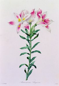 Alstroemeria Peregrina (färgad gravyr) av Pierre Joseph Redouté