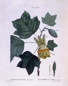 Amerikansk tulpanträd (Liriodendron tulipifera), Henry Louis Duhamel du Monceau, botanisk platta av Pierre Joseph Redouté av Pierre Joseph Redouté