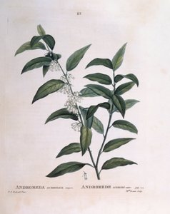 Andromeda acuminata Henry Louis Duhamel du Monceau, botanisk platta av Pierre Joseph Redouté av Pierre Joseph Redouté