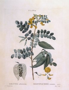 Blåsensenna (Colutea arborescence), Henry Louis Duhamel du Monceau, botanisk platta av Pierre Joseph Redouté av Pierre Joseph Redouté